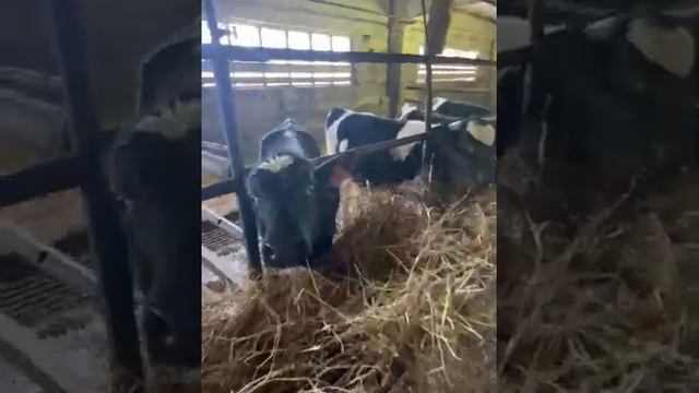 Телята молочной породы весом от 100 кг и выше. Продажа КРС живым весом.