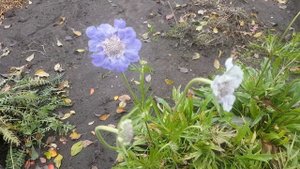 Скабиоза кавказская Клайв Гривз . Scabiosa Clive Greaves .