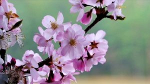 Спокойная музыка для души, дайте отдохнуть телу.