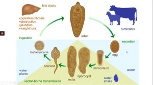 Classe Trematoda   Fasciola hepatica