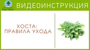 Хоста: правила ухода