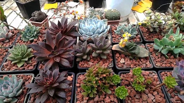 succulents echeveria aeonium смотреть онлайн