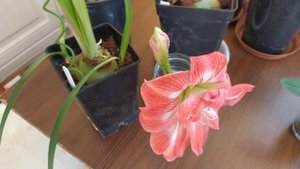 Гиппеаструмы после отдыха. Варианты отдыха. Что делаем, нужна ли пересадка. I часть.