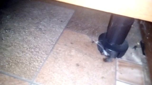 Как паук поедает муху