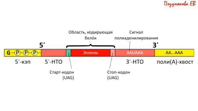 МАТРИЧНЫЕ СИНТЕЗЫ – репликация, транскрипция, трансляция. ОБЩАЯ БИОХИМИЯ. ЛЕКЦИЯ 8