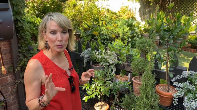 Tips and Tricks for Top Topes смотреть онлайн