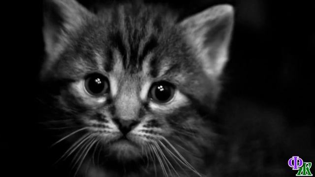 «Как мне доказать тебе, что люди бывают и хорошие» - Котенок, сжавшись в комок, сидел в углу ловушк смотреть онлайн