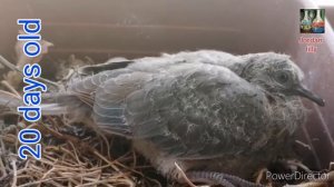 20 days old baby pigeon ?️Птенец голубя 20 дней от роду.