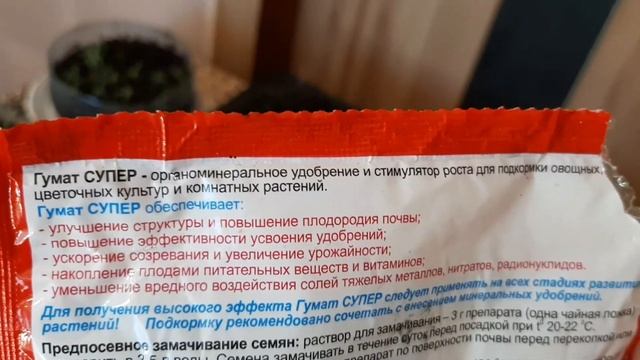 Все о лаванде. Первые всходы лаванды