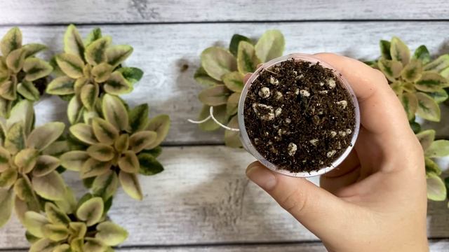 Ставим мини фиалки на фитиль смотреть онлайн