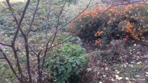 Осенняя обрезка сливы.