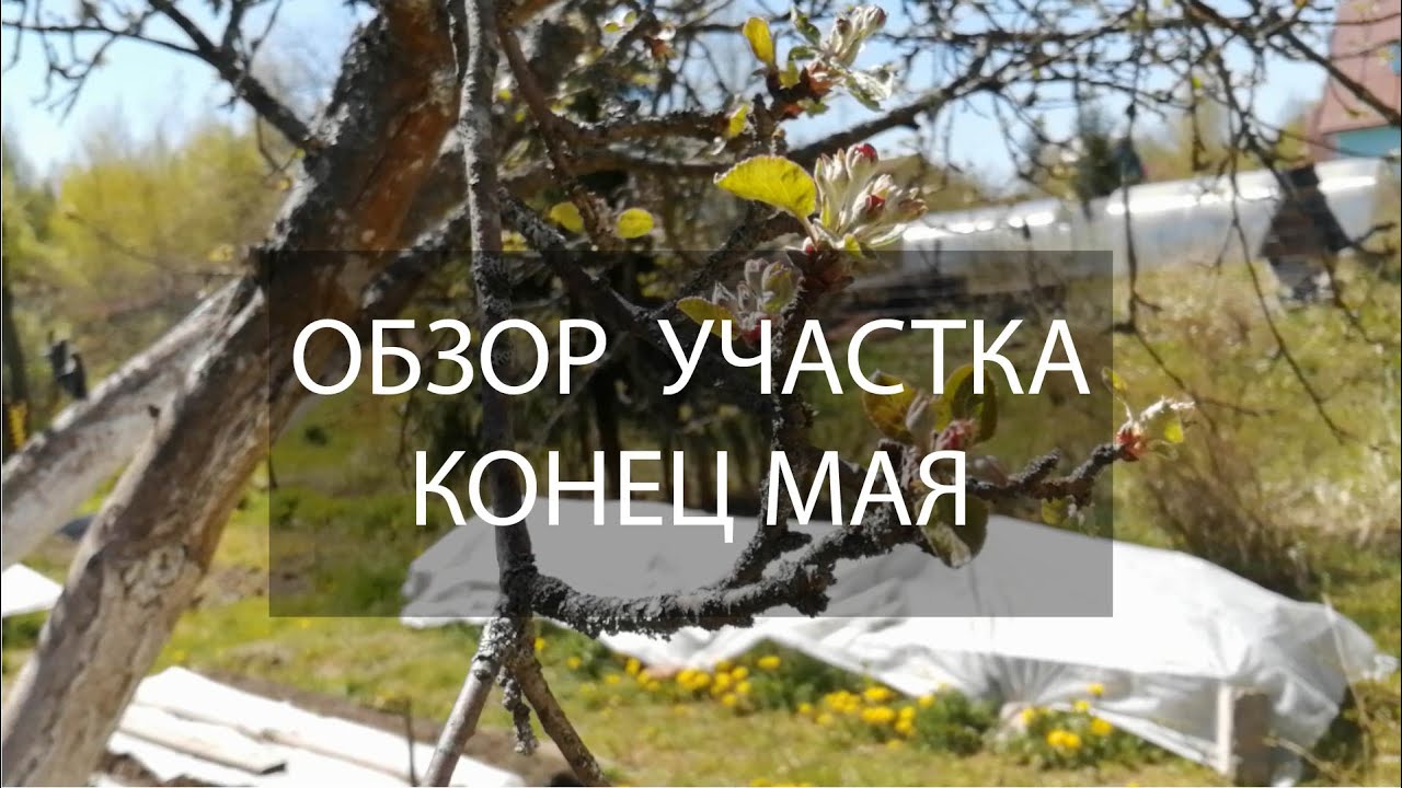 Обзор участка в конце мая.mp4
