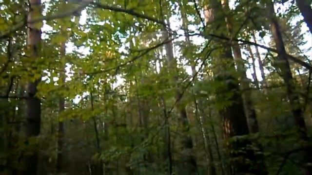 Мои Лесные Прогулки ? Тропинка В Старом Лесу | ПОДМОСКОВЬЕ (2017) смотреть онлайн