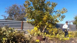 Обрезка дерева за 10 минут. Ножовка  Intertool 180 мм. Asker