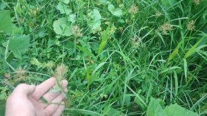 Павловния. Как горит павловния. эксперимент