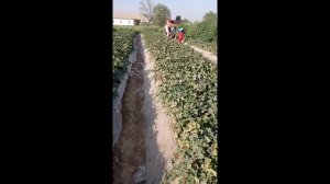 КОЛХОЗОБОД ХАНДАЛАК ЗУР ШУДАС ПАЛАК 1. 07. 2021