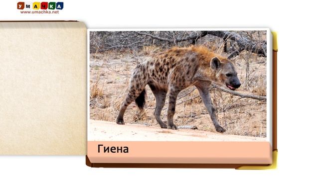 Карточки для малышей - Презентация "Обитатели саванны" смотреть онлайн