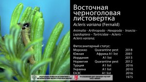 Восточная черноголовая листовертка Acleris variana (Fernald)