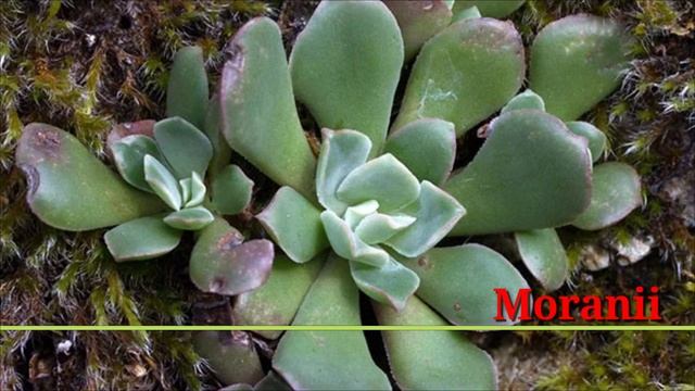 81 Sedum Plant Varieties with Names | sedum Plant types | Plant and Planting смотреть онлайн