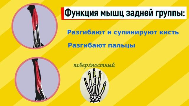 Мышцы рук.                                   Часть 3: