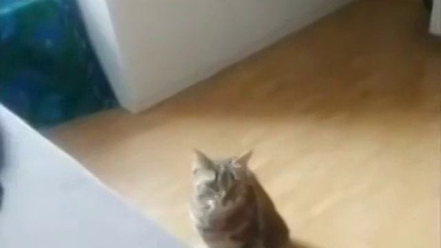кот выключился