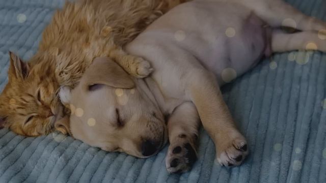 강아지가 좋아하는 음악??강아지 수면음악 20시간｜혼자있는 강아지를 위한 분리불안 해소와 스트레스해소 음악, 외출 이완음악 смотреть онлайн