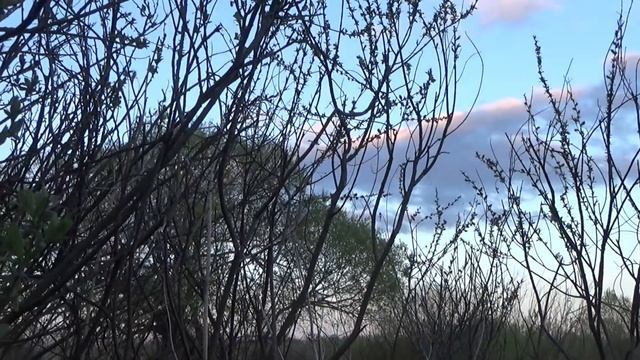 ОХОТА С ПОДСАДНОЙ УТКОЙ НА СЕЛЕЗНЯ. Как я закрыл весенний сезон. смотреть онлайн