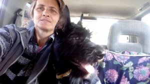 п-к  Роман-Кош..Роман-Кош Учан-Су. Тучка. 4 мес. Приучение к машине