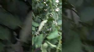 сорт томата Хурма