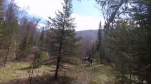 Весенняя охота на Медведя в Горах Алтая.