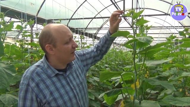 ВЛИЯНИЕ КАЛЬЦИЯ и БОРА на точку роста огурца смотреть онлайн