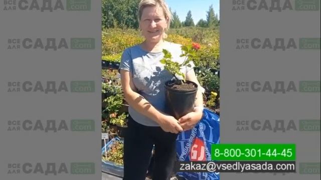 Видео отзыв о питомнике Все для Сада г  Владимир