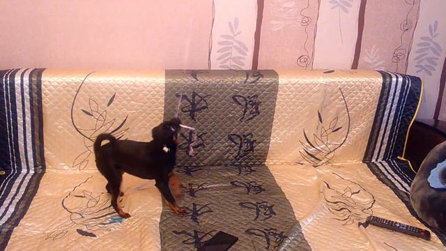 Пти брабансон Тоська и шарик смотреть онлайн