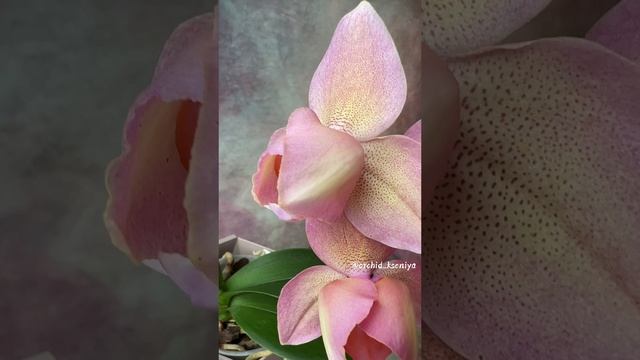 Phal. Legato peloric (Голландия)?Снова цветет нежный пелор тюльпанчик Легато! ? Нежнейший красавец