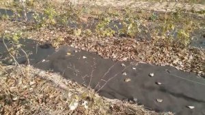 Как отличить рем.малину от летней.