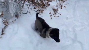 Русская Лайка