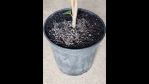 Magnolia 'Black Tulip' #2 Compilation Nursry to Client 7 9 2019