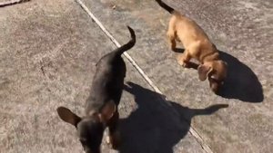 жесткошерстная такса