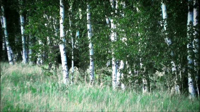Встретил лосиху с лосятами. I met a moose with moose calves. Elch mit Elch. смотреть онлайн