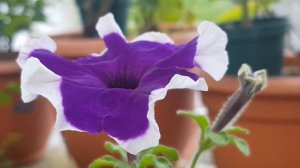 Petunia Blanco Morado, Petunia White Purple,पेटुनिया व्हाइट पर्पल, Petúnia Branco Roxo, ペチュニアホワイトパー