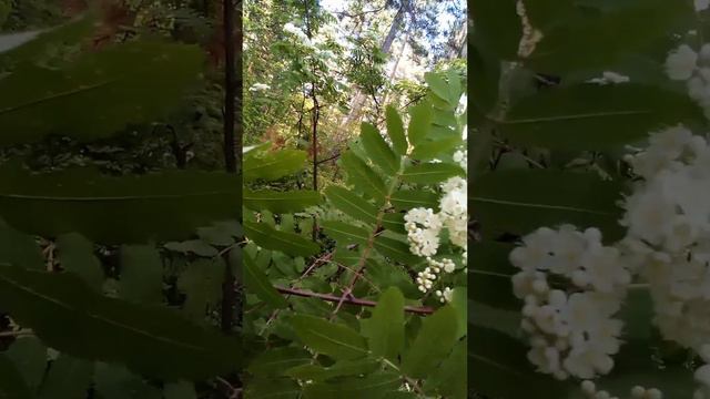 Рябина цветет