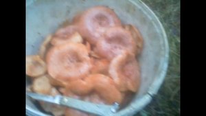 Основные съедобные грибы.