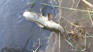 Змей-голова чуть не откусила руку