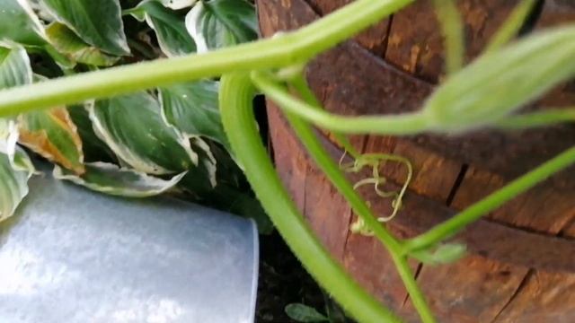 Выращивание и прищипывание тыквы. #хештег#моишестьсоток