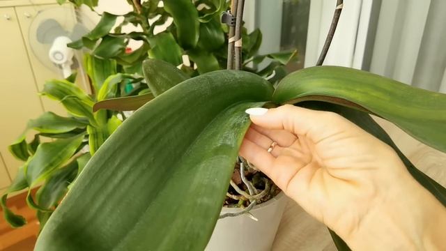 Орхидея Каменная роза РЕЗКО ЖЕЛТИТ листья. Срочная обработка. Буду СПАСАТЬ. смотреть онлайн