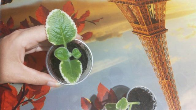 Мята плектрантус результат. 👍 смотреть онлайн