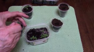 Томат Каменный цветок. Первая пересадка после всходов.