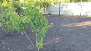 Работа автоматического полива. Статический дождеватель+форсунка ротатор (MP rotator). Флора-Дон.