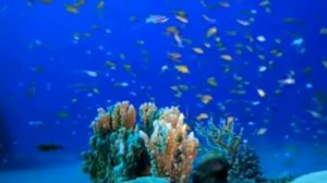 Океан под музыку Шри Чин Моя