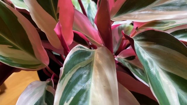 How to Take Care of a Stromanthe sanguinea Tricolor смотреть онлайн